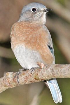 Western Bluebird Photo @ Kiwifoto.com