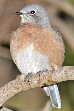 Western Bluebird Image @ Kiwifoto.com