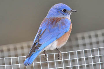 Western Bluebird Image @ Kiwifoto.com