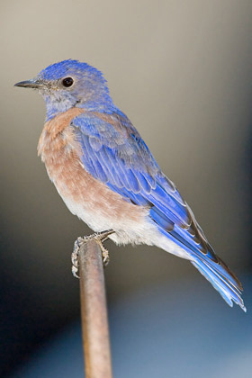 Western Bluebird Picture @ Kiwifoto.com