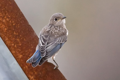 Western Bluebird (juvenile)