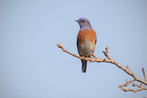 Western Bluebird Photo @ Kiwifoto.com