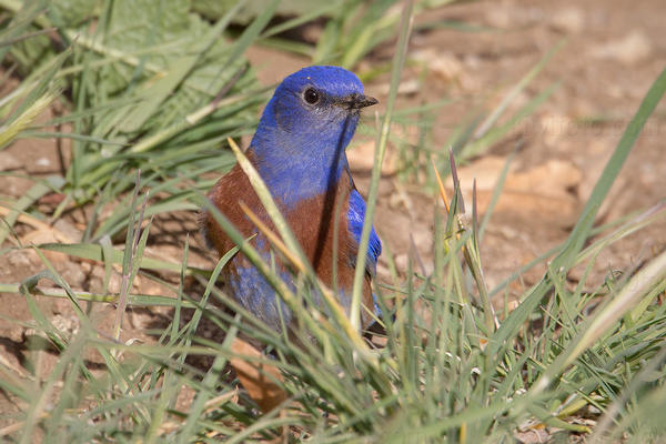 Western Bluebird Image @ Kiwifoto.com