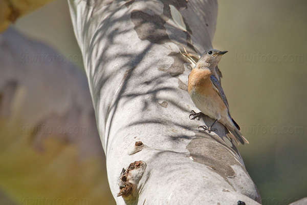 Western Bluebird Image @ Kiwifoto.com