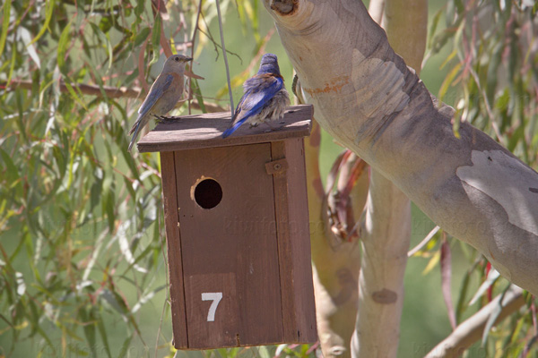 Western Bluebird Photo @ Kiwifoto.com