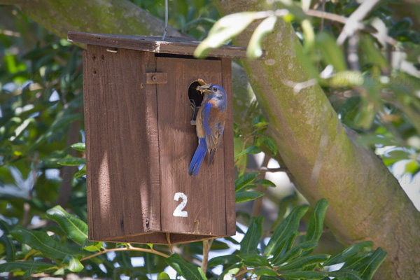 Western Bluebird Picture @ Kiwifoto.com