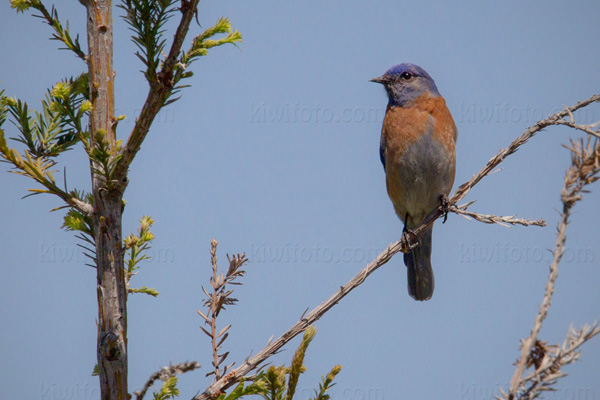 Western Bluebird Image @ Kiwifoto.com