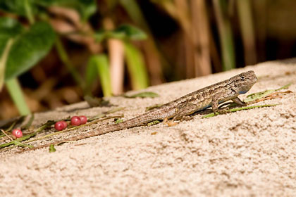 Western Fence Lizard Image @ Kiwifoto.com