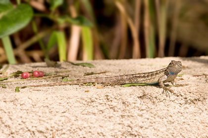 Western Fence Lizard Picture @ Kiwifoto.com