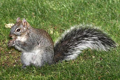 Arizona Gray Squirrel (Arizona subspecies)