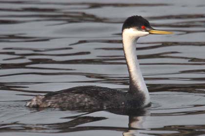 Western Grebe Image @ Kiwifoto.com