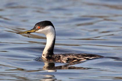 Western Grebe Photo @ Kiwifoto.com