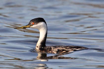 Western Grebe Picture @ Kiwifoto.com