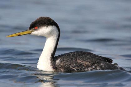 Western Grebe Image @ Kiwifoto.com