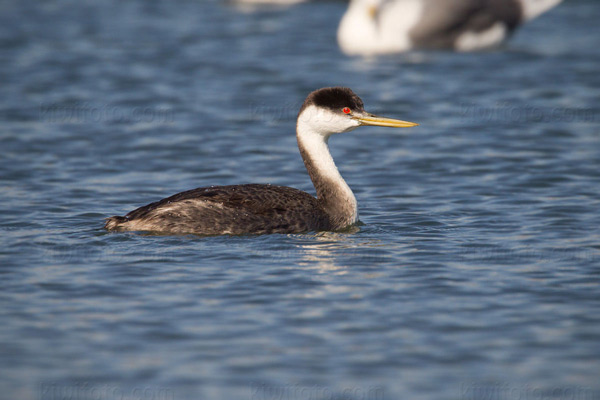 Western Grebe