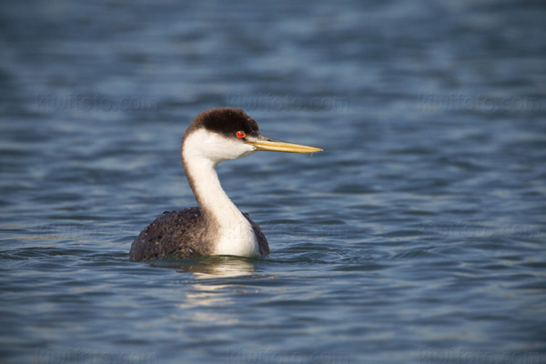 Western Grebe Image @ Kiwifoto.com