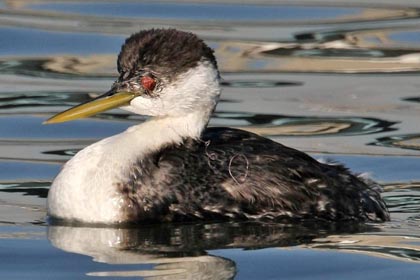 Western Grebe (w/Fish Hook in Left Eye)