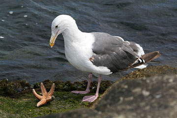 Western Gull Picture @ Kiwifoto.com