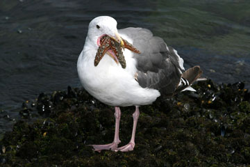 Western Gull Photo @ Kiwifoto.com