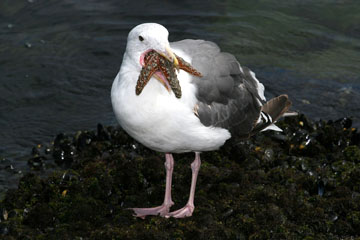 Western Gull Image @ Kiwifoto.com