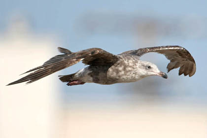 Western Gull Picture @ Kiwifoto.com