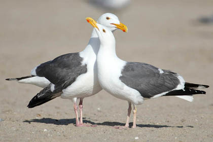 Western Gull Picture @ Kiwifoto.com