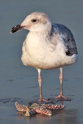 Western Gull Picture @ Kiwifoto.com