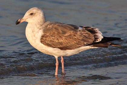 Western Gull Image @ Kiwifoto.com