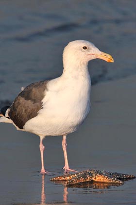 Western Gull Picture @ Kiwifoto.com