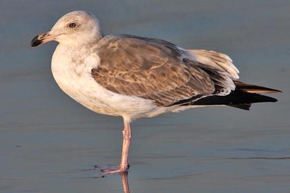 Western Gull Picture @ Kiwifoto.com