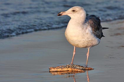 Western Gull Image @ Kiwifoto.com