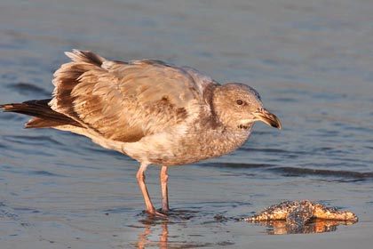 Western Gull Photo @ Kiwifoto.com