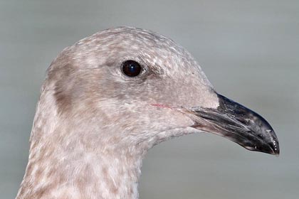 Western Gull Image @ Kiwifoto.com