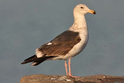 Western Gull Image @ Kiwifoto.com