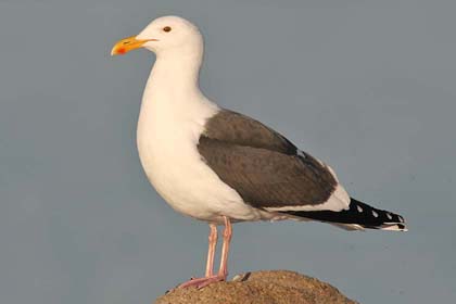 Western Gull Photo @ Kiwifoto.com