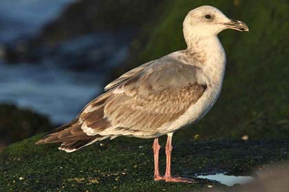 Western Gull Image @ Kiwifoto.com