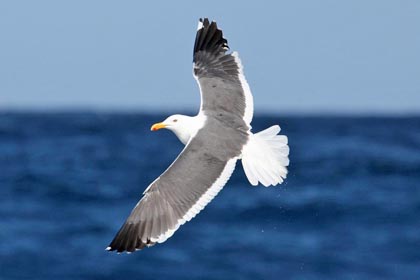 Western Gull Image @ Kiwifoto.com