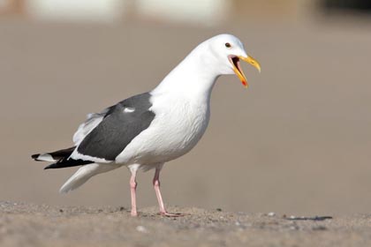 Western Gull Picture @ Kiwifoto.com