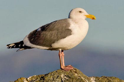 Western Gull Photo @ Kiwifoto.com