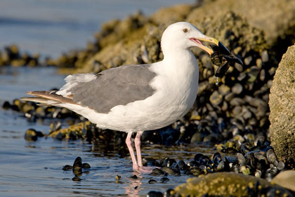 Western Gull Photo @ Kiwifoto.com