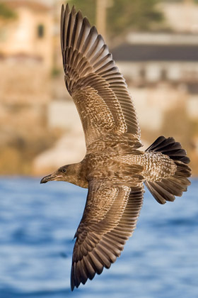 Western Gull Image @ Kiwifoto.com