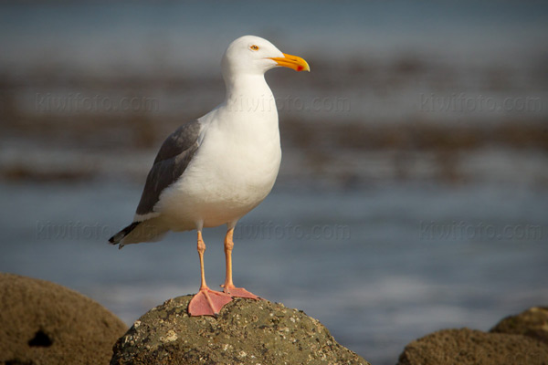 Western Gull Photo @ Kiwifoto.com