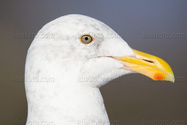 Western Gull Image @ Kiwifoto.com