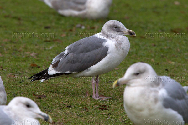 Western Gull Picture @ Kiwifoto.com