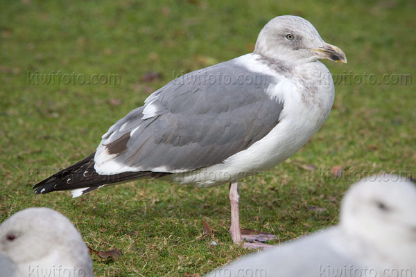 Western Gull Photo @ Kiwifoto.com