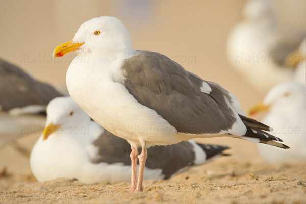 Western Gull Picture @ Kiwifoto.com