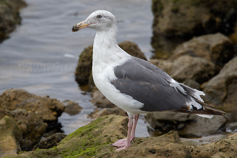 Western Gull (3rd cycle)