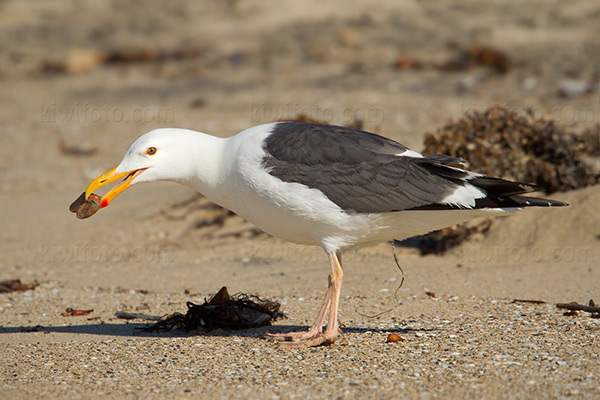 Western Gull Photo @ Kiwifoto.com