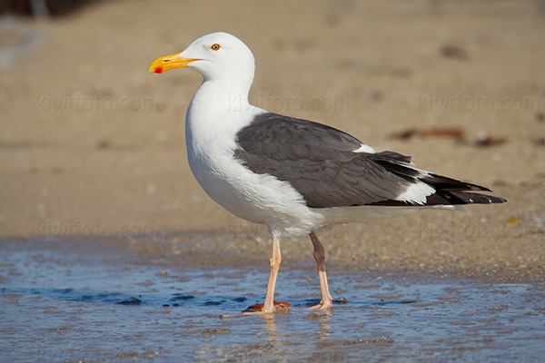 Western Gull Image @ Kiwifoto.com