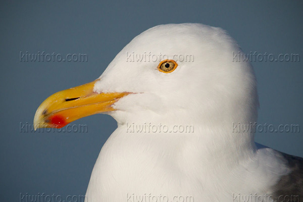 Western Gull Image @ Kiwifoto.com